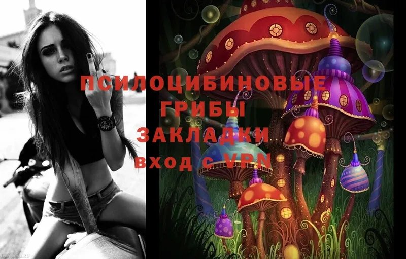 хочу   Бакал  Псилоцибиновые грибы Psilocybe 